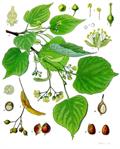 نمدار یا زیرفون برگ کوچک